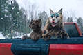 Кот и пёс — кадр 2